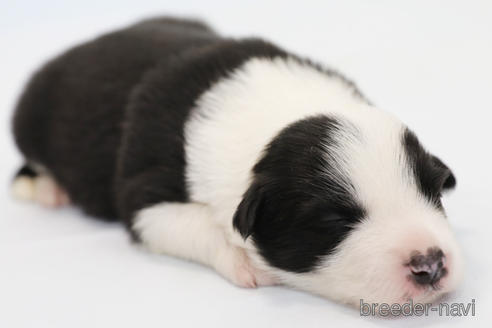 成約済の神奈川県のボーダーコリー-202269の7枚目